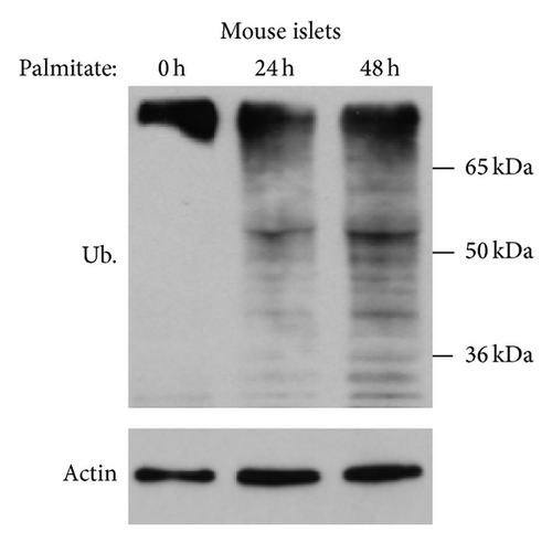 Details are in the caption following the image