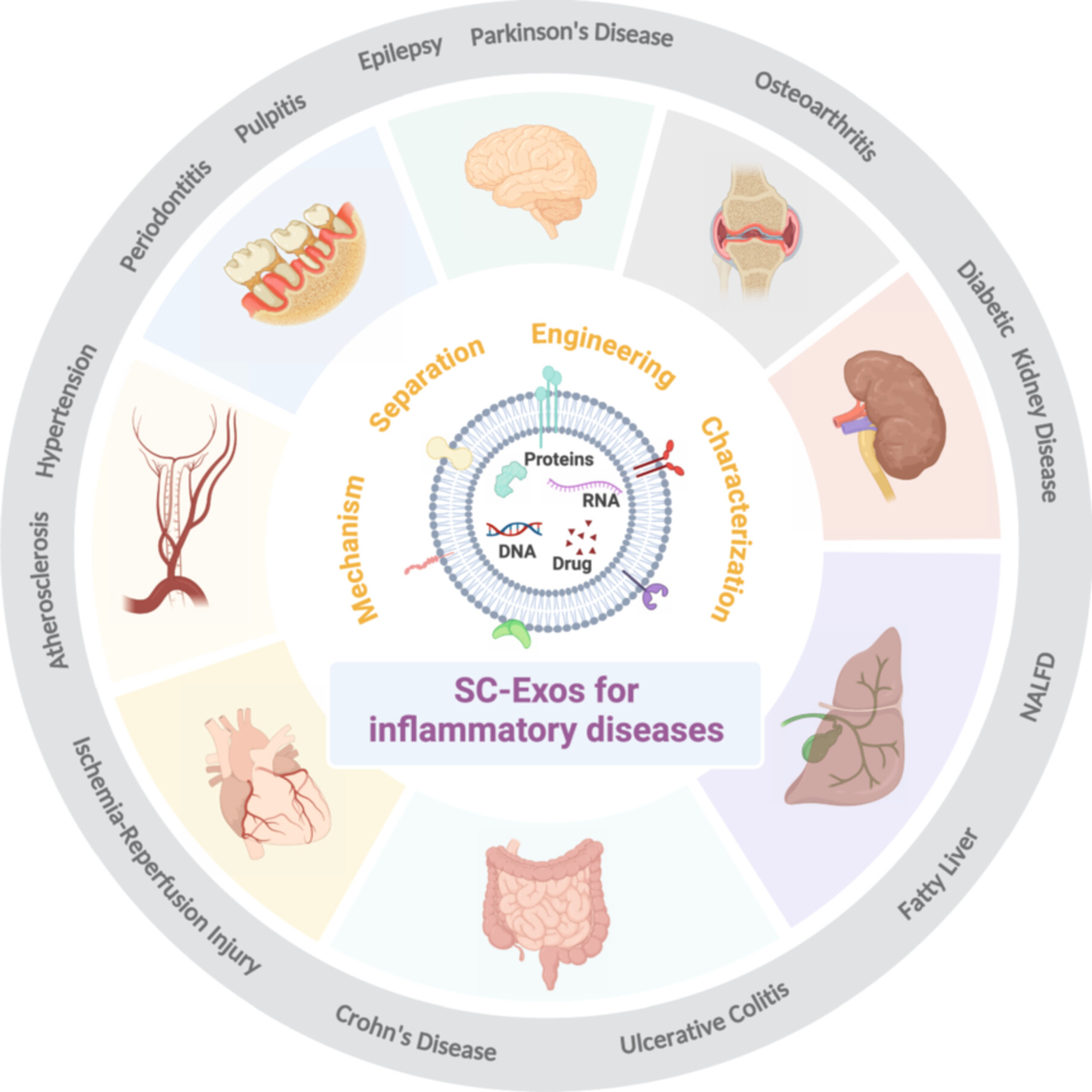 Stem Cell-Derived Exosomes as Nanotherapeutics for Inflammatory Diseases