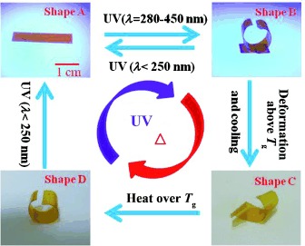 Hyperbranched Polycoumarates with Photofunctional Multiple Shape Memory