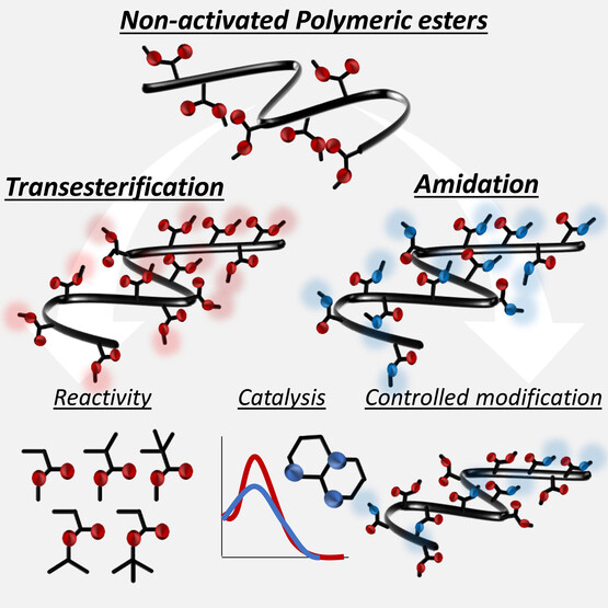 Non-activated Esters as Reactive Handles in Direct Post-Polymerization Modification