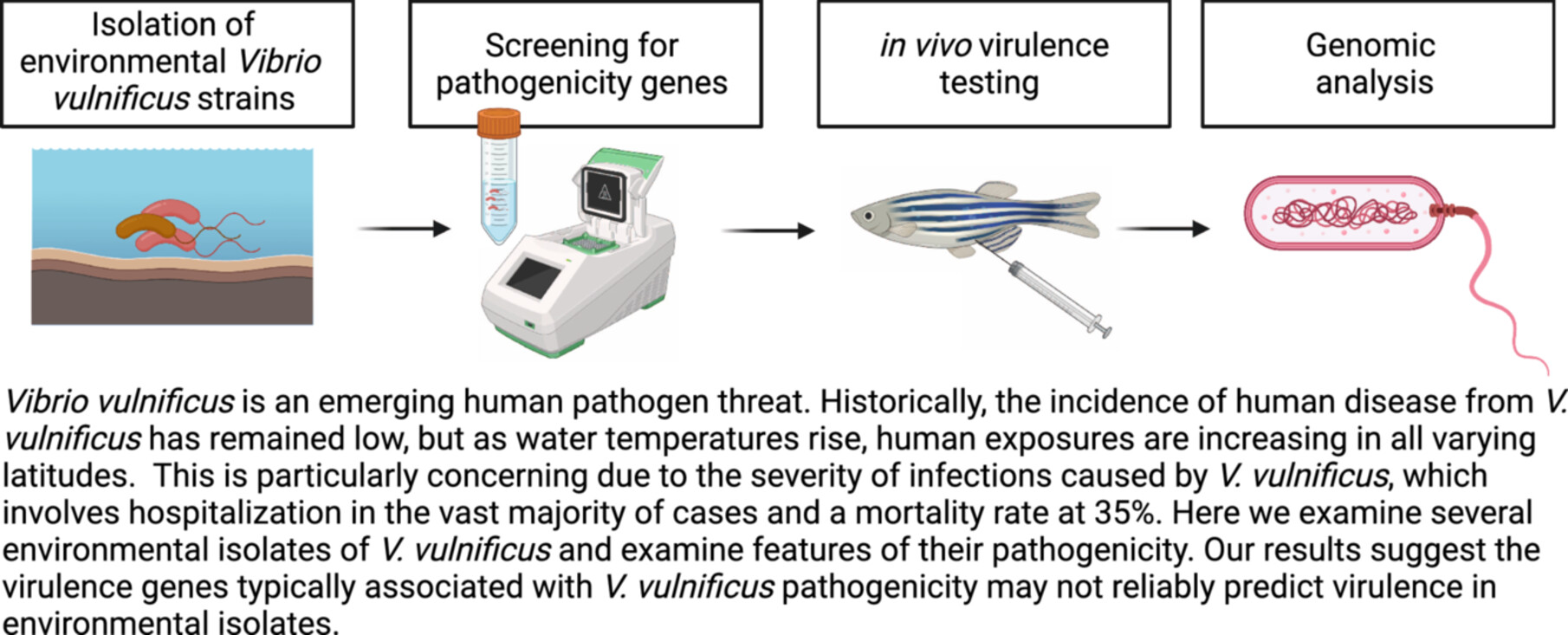 In vivo examination of pathogenicity and virulence in environmentally isolated Vibrio vulnificus