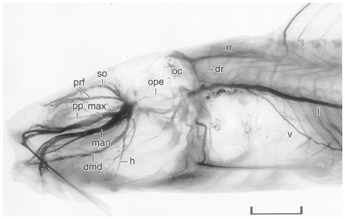 Details are in the caption following the image