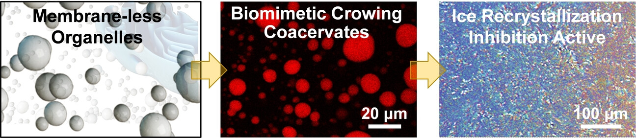 Strong Inhibition of Ice Growth by Biomimetic Crowding Coacervates