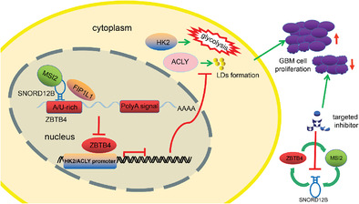 Glioma glycolipid metabolism: MSI2–SNORD12B–FIP1L1–ZBTB4 feedback loop as a potential treatment target
