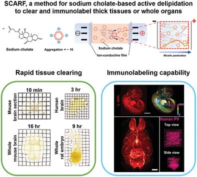 Sodium Cholate-Based Active Delipidation for Rapid and Efficient Clearing and Immunostaining of Deep Biological Samples