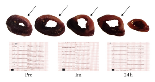 Details are in the caption following the image Details are in the caption following the image