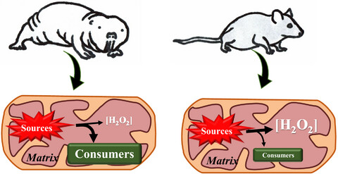 The exceptional longevity of the naked mole-rat may be explained by mitochondrial antioxidant defenses