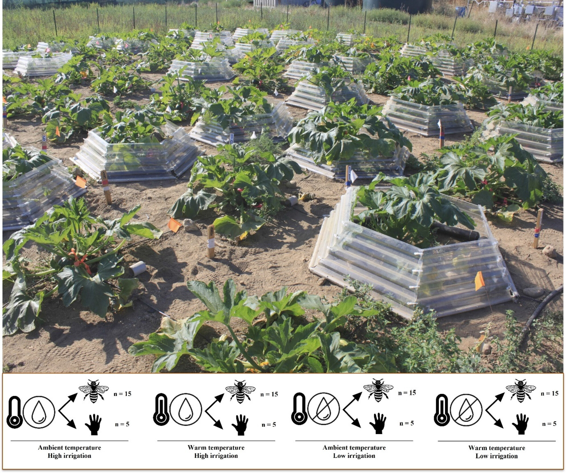 Temperature and soil moisture manipulation yields evidence of drought-induced pollen limitation in bee-pollinated squash