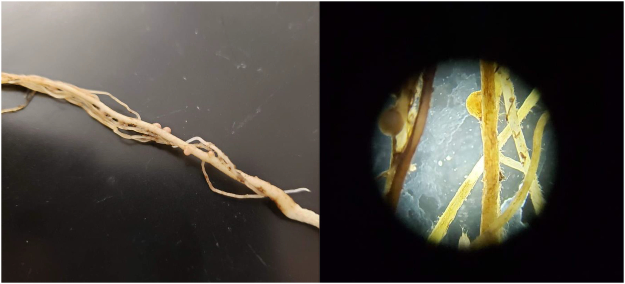 Legume germination is delayed in dry soils and in sterile soils devoid of microbial mutualists: Species-specific implications for upward range expansions