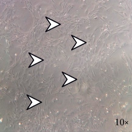 Details are in the caption following the image