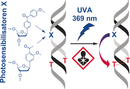 Aufklärung des Dexter-Energietransfers in DNA an der Thymin-Thymin-Dimerbildung mithilfe von Photosensibilisatoren als artifizielle Nucleoside