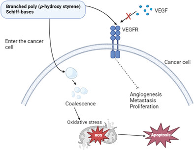 Synthesis, Characterization, and Anticancer Potency of Branched Poly (p-Hydroxy Styrene) Schiff-Bases