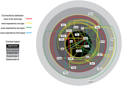 Pattern of ventral temporal lobe interconnections in rhesus macaques
