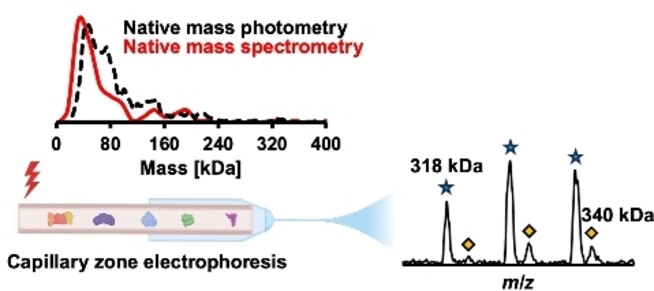 Native Proteomics by Capillary Zone Electrophoresis-Mass Spectrometry
