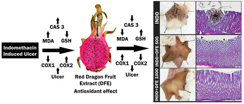The effects of dragon fruit (Hylocereus polyrhizus) extract on indomethacin-induced stomach ulcer in rats