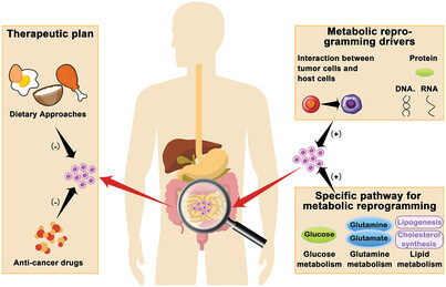 Metabolic reprogramming in cancer: Mechanisms and therapeutics