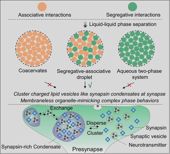 Synthetic Membraneless Droplets for Synaptic-Like Clustering of Lipid Vesicles