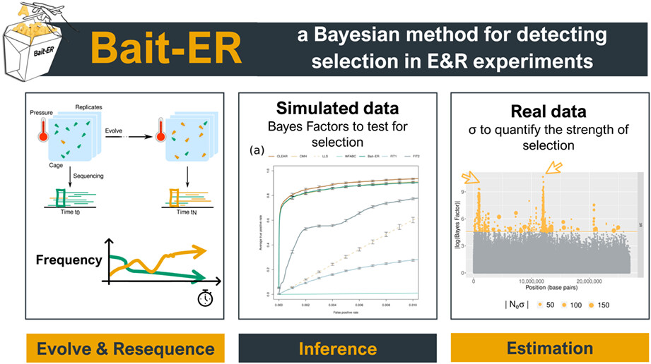 Bait-ER: A Bayesian method to detect targets of selection in Evolve-and-Resequence experiments