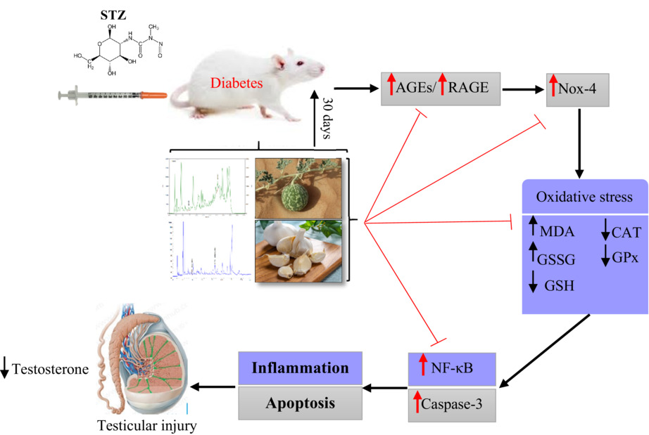 Synergistic properties of garlic and Citrullus colocynthis on reproductive injury caused by diabetes in male rats: Structural and molecular evidence