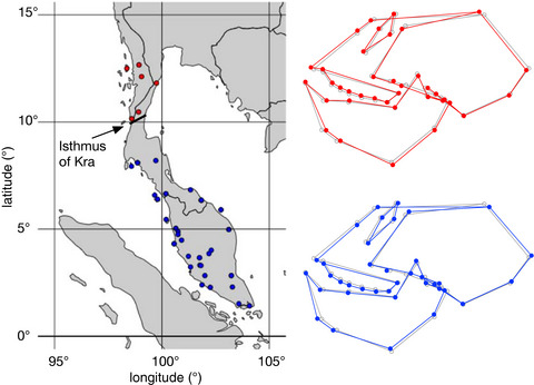 Biogeographic variation in skull morphology across the Kra Isthmus in dusky leaf monkeys