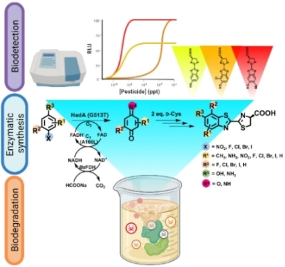 Luciferin Synthesis and Pesticide Detection by Luminescence Enzymatic Cascades