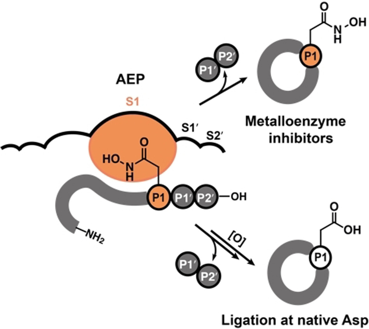 Nγ-Hydroxyasparagine: A Multifunctional Unnatural Amino Acid That is a Good P1 Substrate of Asparaginyl Peptide Ligases