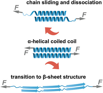 Chain Sliding versus β-Sheet Formation upon Shearing Single α-Helical Coiled Coils