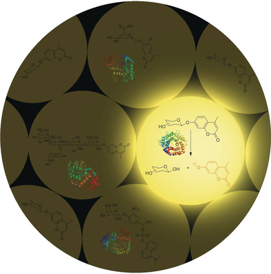 High-Throughput Approaches in Carbohydrate-Active Enzymology: Glycosidase and Glycosyl Transferase Inhibitors, Evolution, and Discovery