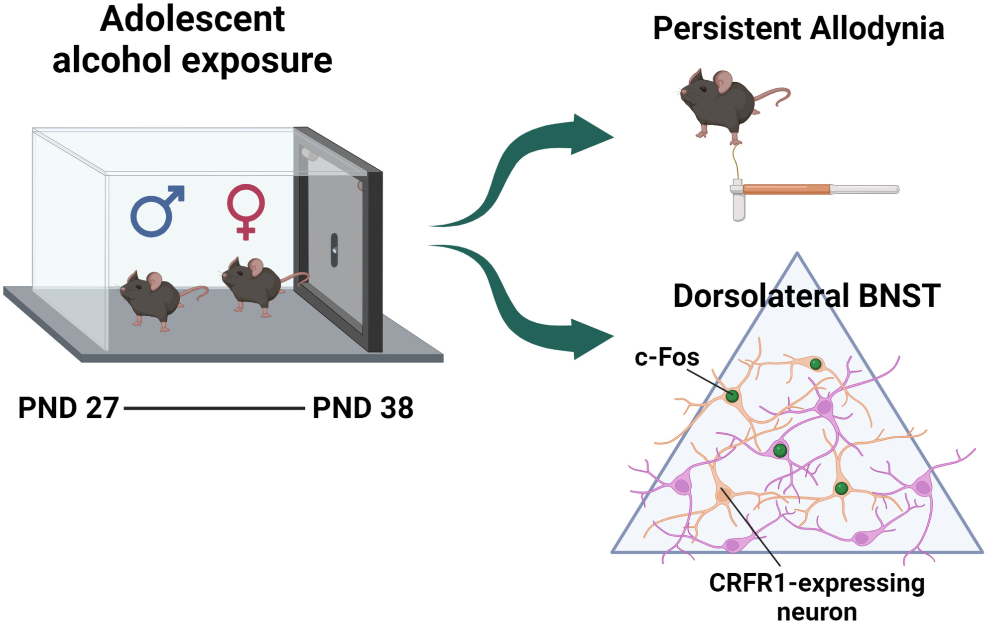 Long-lasting mechanical hypersensitivity and CRF receptor type-1 neuron activation in the BNST following adolescent ethanol exposure