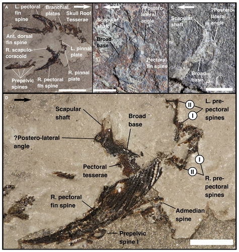 Details are in the caption following the image Details are in the caption following the image