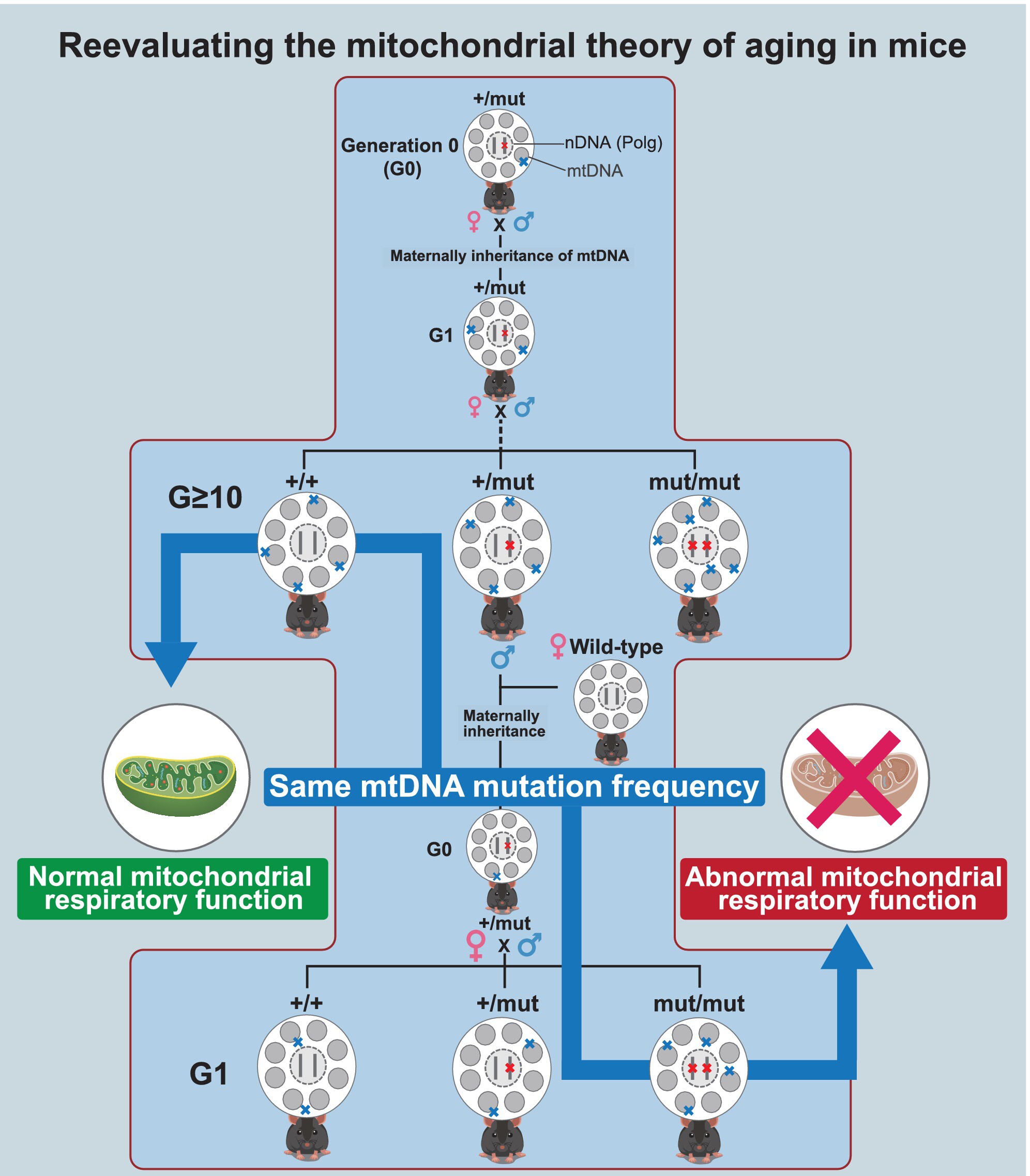 Mitochondrial Respiratory Dysfunction Is Not Correlated With Mitochondrial Genotype in Premature Aging Mice