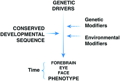 Common genetic causes of holoprosencephaly are limited to a small set of evolutionarily conserved driver genes of midline development coordinated by TGF-β, hedgehog, and FGF signaling