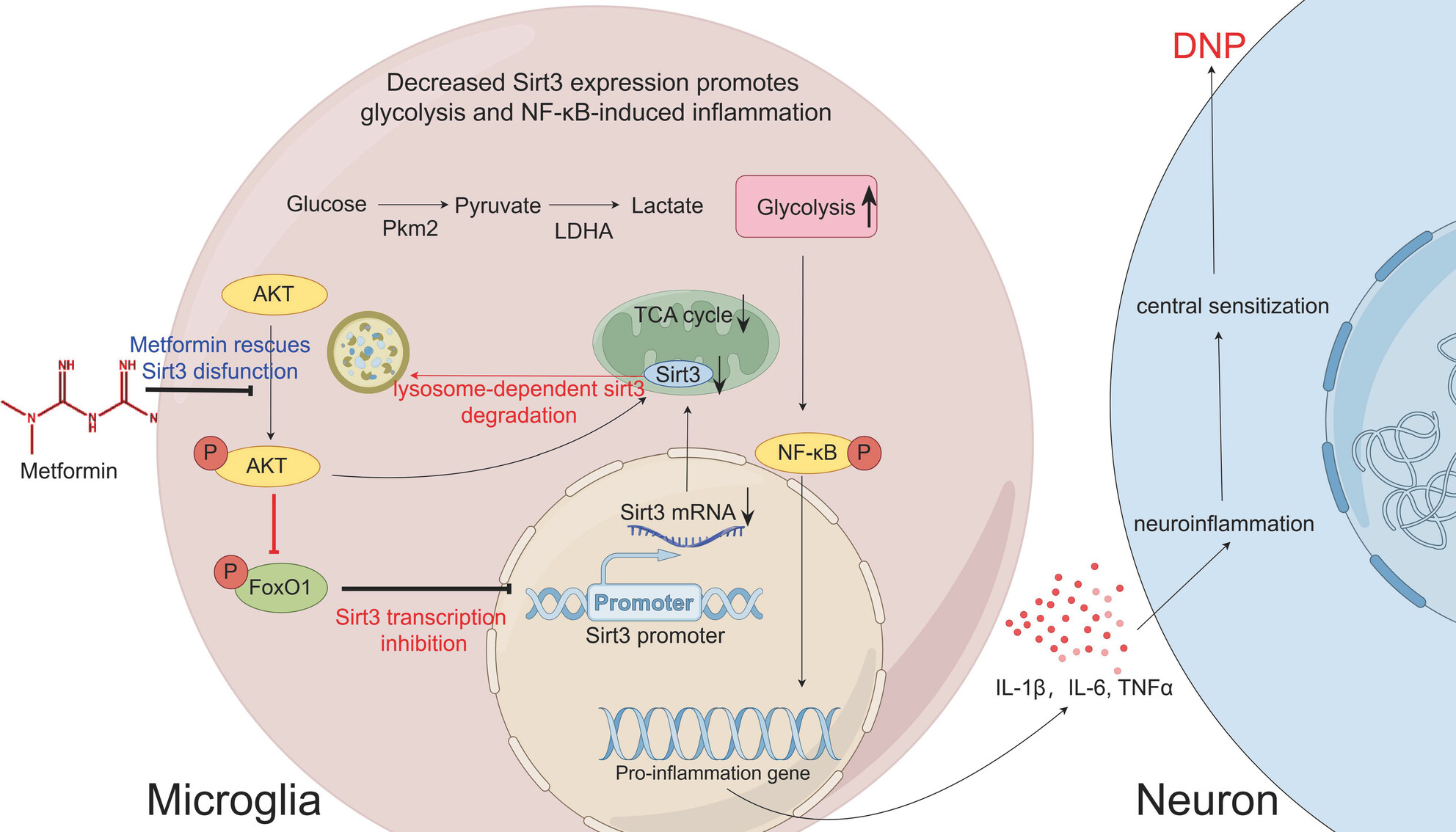 Hyperglycemia-induced Sirt3 downregulation increases microglial aerobic glycolysis and inflammation in diabetic neuropathic pain pathogenesis