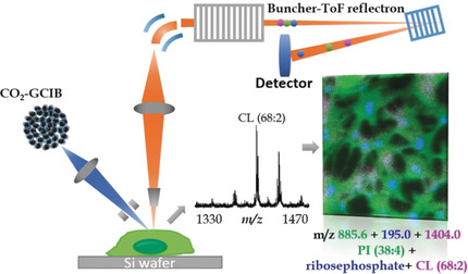 Secondary-Ion Mass Spectrometry Images Cardiolipins and Phosphatidylethanolamines at the Subcellular Level