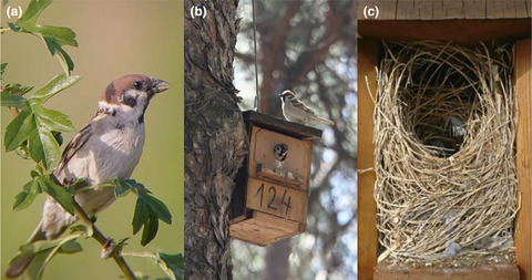 Environmental conditions but not nest composition affect reproductive success in an urban bird