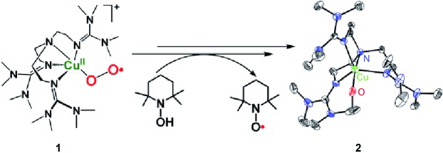 Reactions of a Copper(II) Superoxo Complex Lead to C<span class='icomoon'></span>H and O<span class='icomoon'></span>H Substrate Oxygenation: Modeling Copper-Monooxygenase C<span class='icomoon'></span>H Hydroxylation