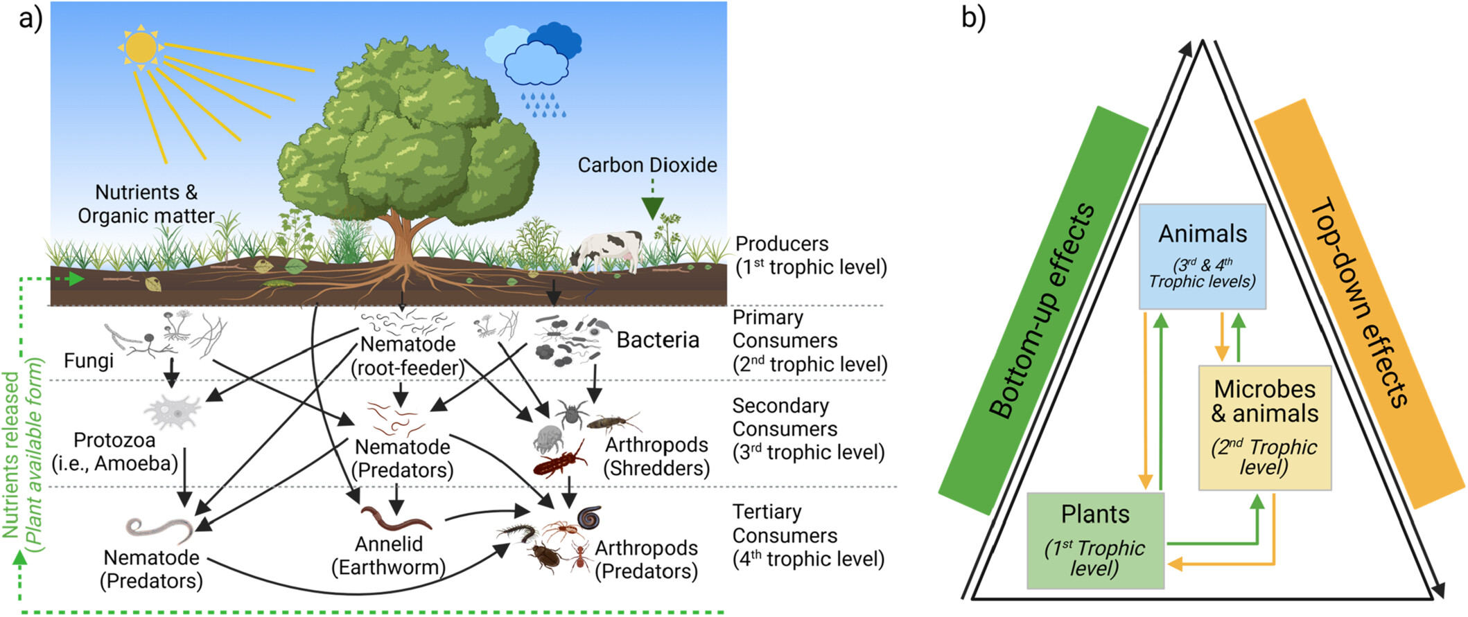 Soil Multitrophic Interactions in a Changing World