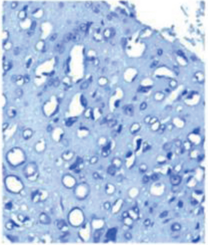 Details are in the caption following the image