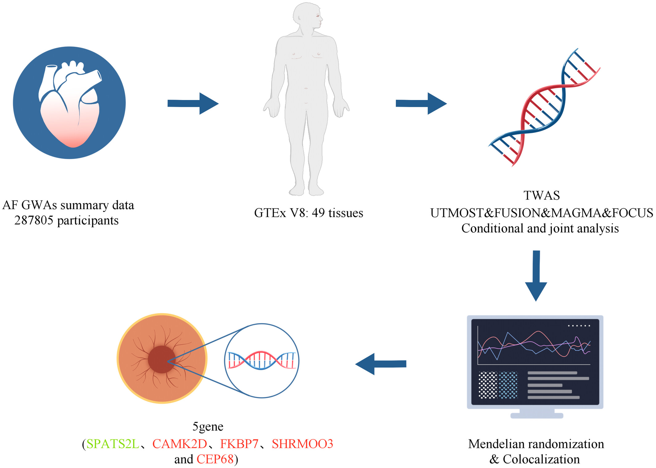 A cross-tissue transcriptome-wide association study identifies novel susceptibility genes for atrial fibrillation