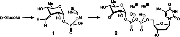 Thymidine Diphospho-6-deoxy-α-D-ribo-3-hexulose—Synthesis of a Central Intermediate in the Biosynthesis of Di- and Trideoxysugars
