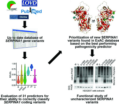 Real-world clinical applicability of pathogenicity predictors assessed on SERPINA1 mutations in alpha-1-antitrypsin deficiency