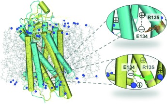 A Usual G-Protein-Coupled Receptor in Unusual Membranes
