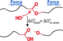 Model Studies of the Kinetics of Ester Hydrolysis under Stretching Force