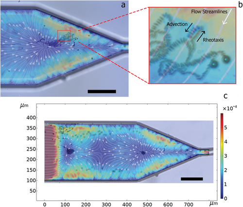 Details are in the caption following the image Details are in the caption following the image
