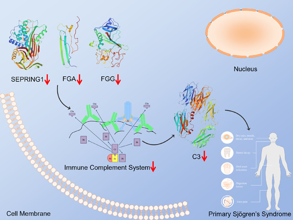 Proteomic profiling of saliva reveals association of complement system with primary Sjögren's syndrome