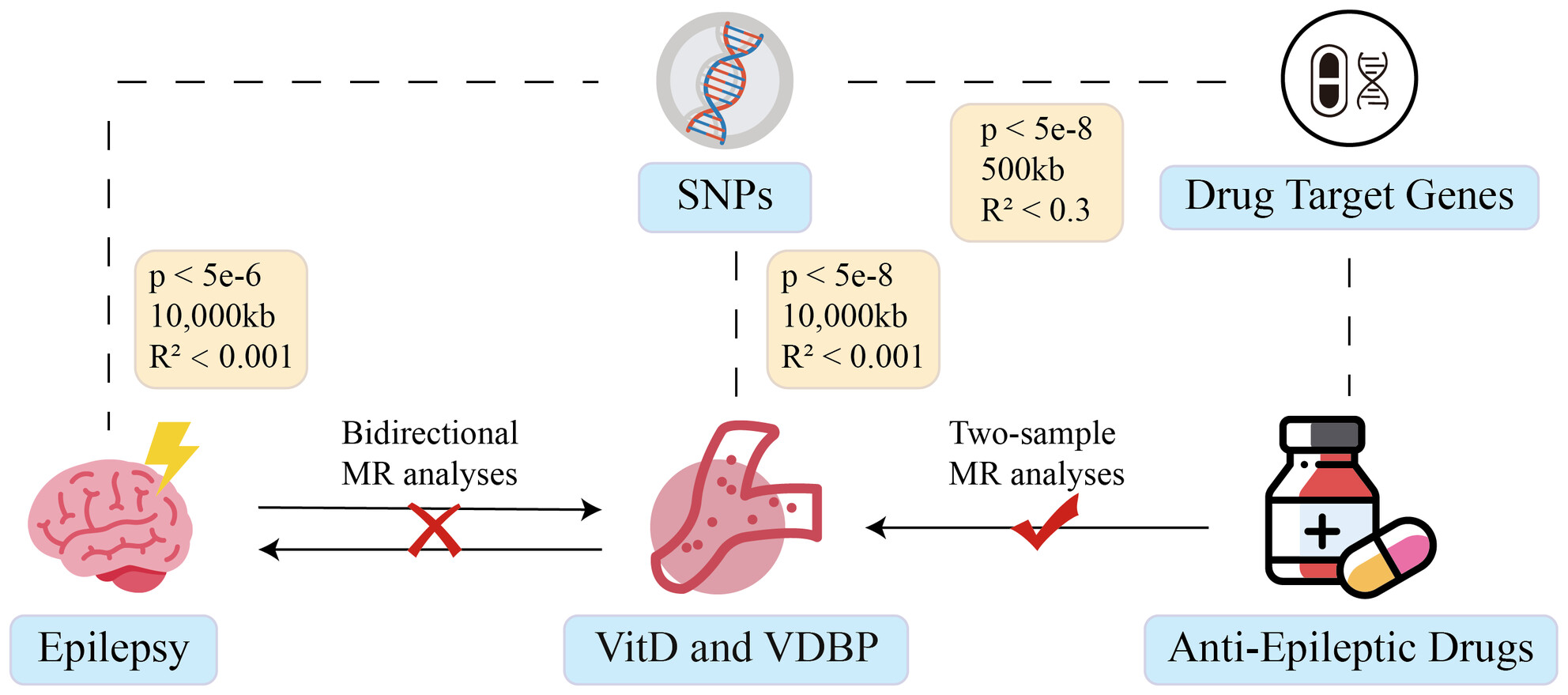 Causal Relationships Between Epilepsy, Anti-Epileptic Drugs, and Serum Vitamin D and Vitamin D Binding Protein: A Bidirectional and Drug Target Mendelian Randomization Study