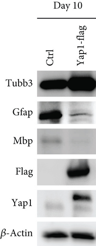 Details are in the caption following the image