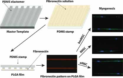 A Generic Micropatterning Platform to Direct Human Mesenchymal Stem Cells from Different Origins Towards Myogenic Differentiation