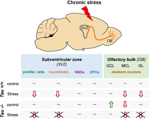 Adult neurogenic process in the subventricular zone-olfactory bulb system is regulated by Tau protein under prolonged stress