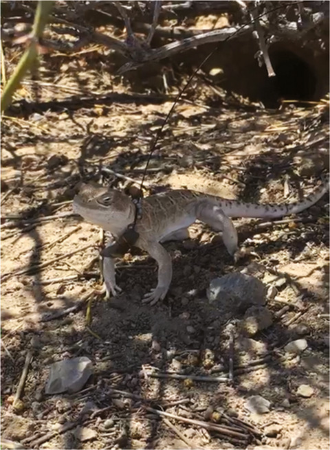A test of desert shrub facilitation via radiotelemetric monitoring of a diurnal lizard
